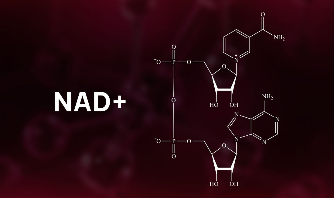 NAD+ (Nicotinamide Adenine Dinucleotide)