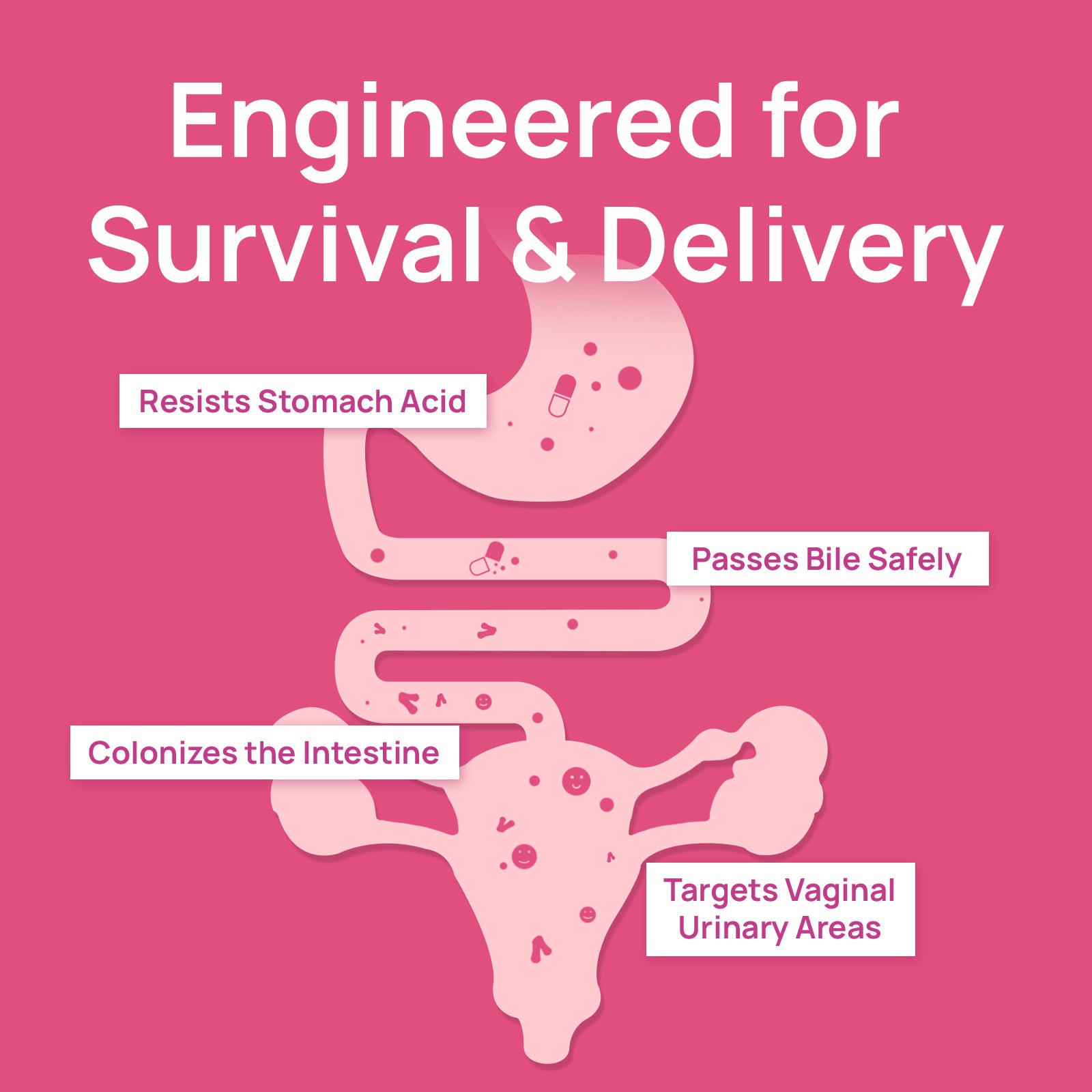 Selerb Probiotics for Women – Vaginal, Digestive & Urinary Health Support