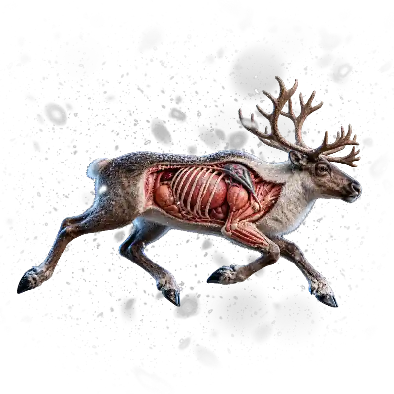 Reindeer representing ancestral organ nutrition