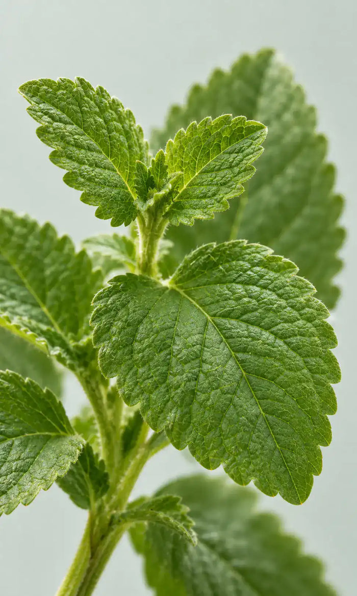 Leaf-Derived. Studied for Calmness.