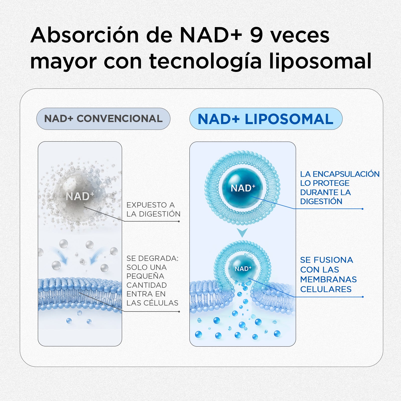 Daily NAD+ for Men(mx)
